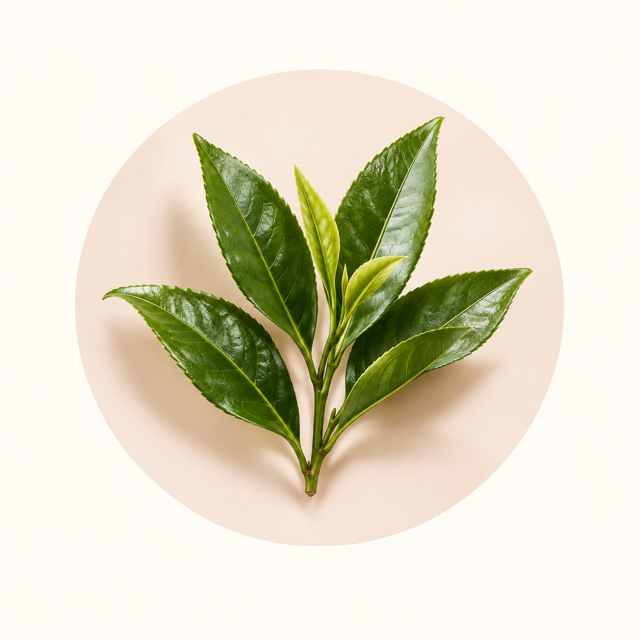 Ingrediente da família olfativa Verdes