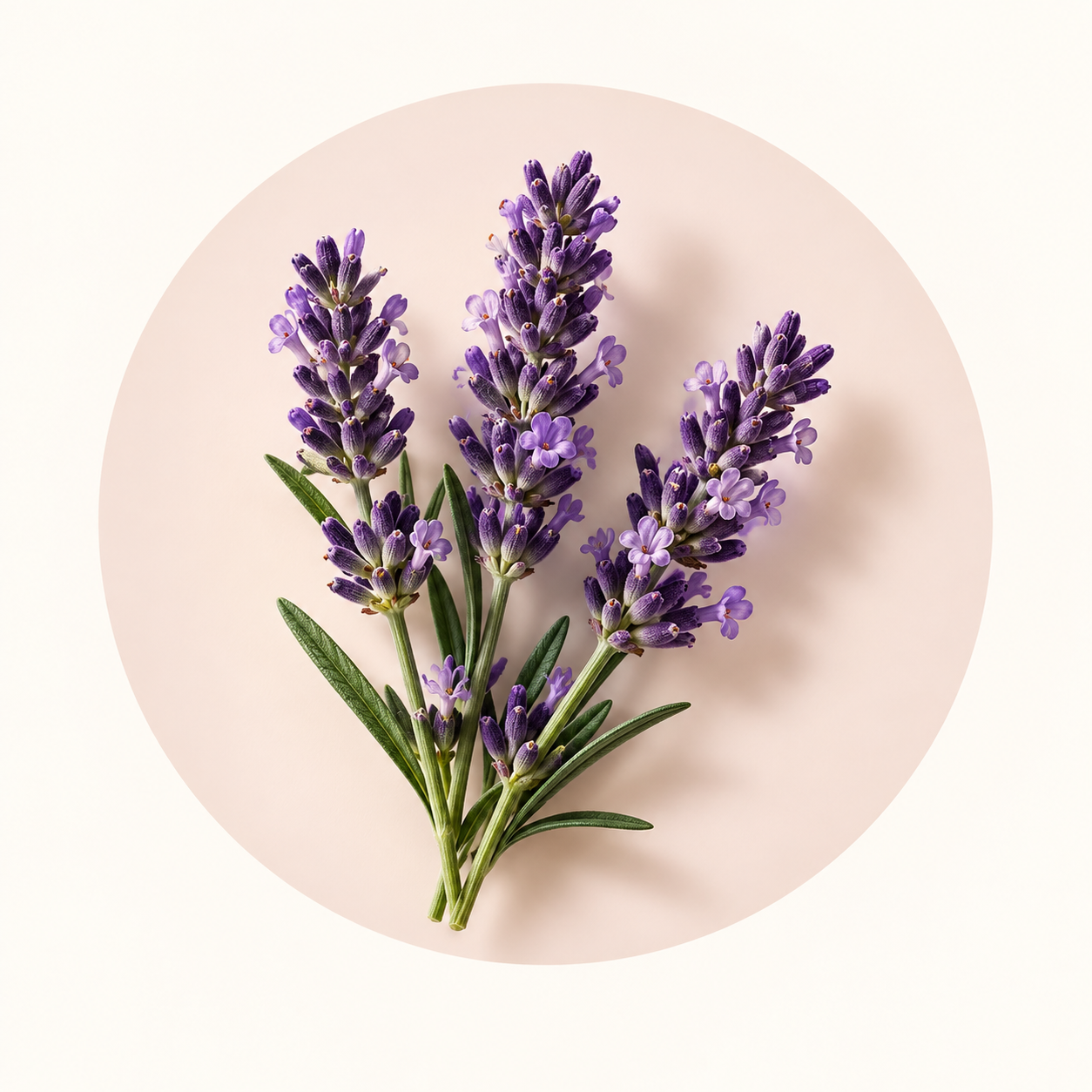 Ingrediente da família olfativa Aromáticos